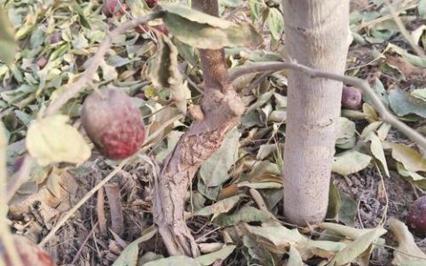 枣核能种出枣树吗？家庭种植枣树全攻略：从播种到结果的实生苗种植指南