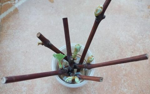 第一年葡萄苗抹芽图解：如何培养强壮主蔓