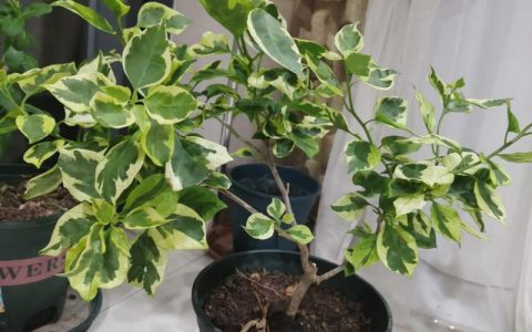 台湾姑娘三角梅优缺点全解析：花色艳丽但需控旺养护