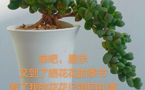 鹿角海棠怎么修剪成老桩？家庭养护全攻略
