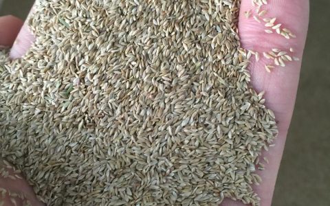 狗牙根草籽价格多少钱一斤？规格、产地、采购量影响报价