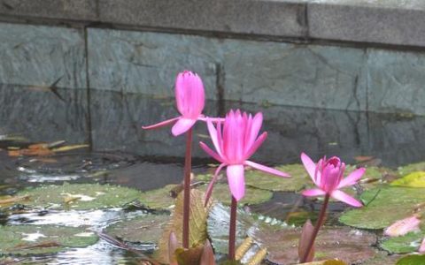 睡莲多久换一次水？家庭养护换水频率与操作指南