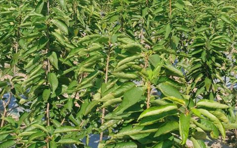 樱桃核能种出樱桃苗吗？实生苗与嫁接苗的区别及种植指南