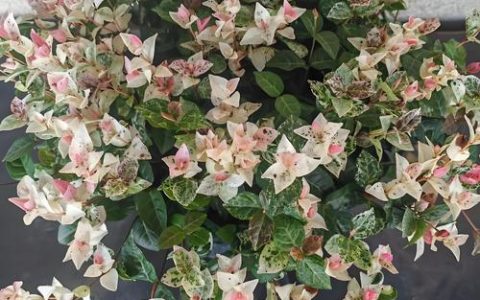 花叶络石耐寒度分析与南北庭院种植全指南