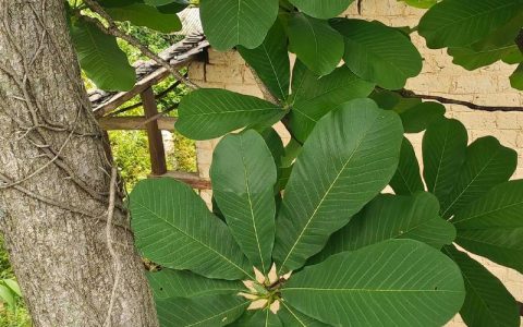 厚朴树：别名、识别与药用价值详解