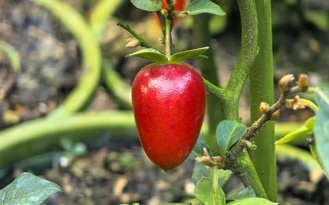 柿子品种大全大图：家庭种植如何选？6大热门品种对比分析