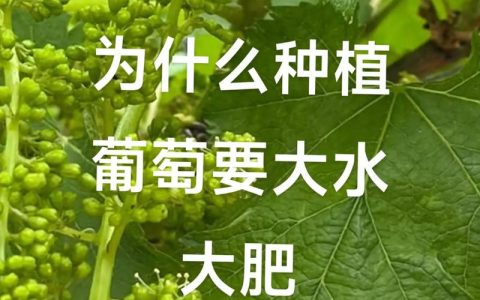 葡萄施肥最佳时间与全周期管理指南：家庭种植必看