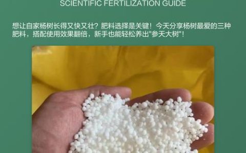 杨树速生养护指南：如何施肥长得快？