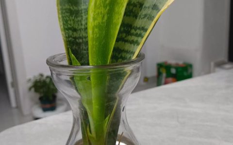 虎皮兰水培的正确方法：从生根到爆盆的实操指南