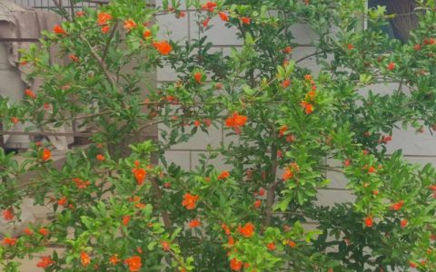 石榴树六月开花还能坐果吗？促花促果养护全攻略