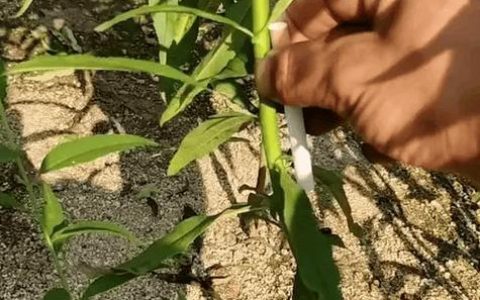 桃树种子育苗全过程：从播种到移栽的实操指南
