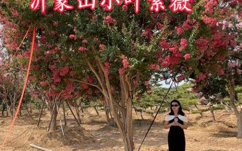 小叶紫薇品种对比：红火箭、羽西与中国红的优缺点分析