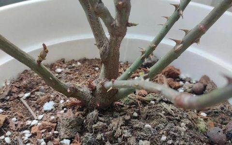 月季换盆最佳时间与方法：新手也能养爆盆的实操指南