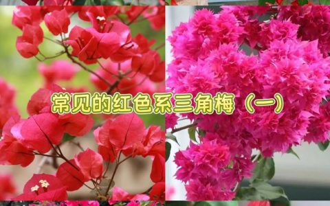 三角梅一年开几次花？促花技巧与花期管理全攻略