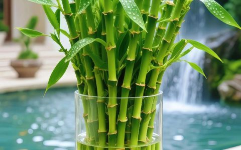 水培富贵竹科学养护指南：生根、防黄叶与水质管理的完整方案