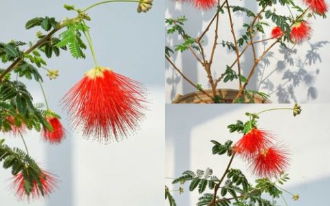 合欢花树种植指南：庭院种植可行性、时间、土壤与养护全攻略