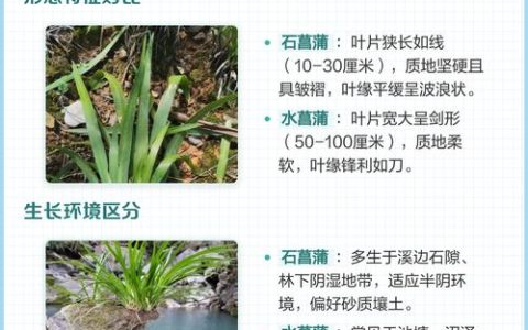 水菖蒲和石菖蒲的区别详解：外观、习性、用途全对比