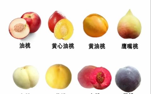 2026年主流桃子品种全面对比：口感、价格及种植指南