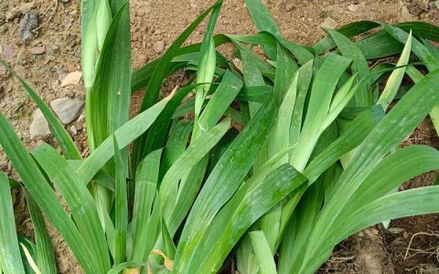 鸢尾种植全指南：最佳时间、土壤与成活秘籍