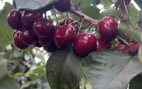弗里斯克大樱桃种植指南：品种特性、种植技术与选购要点