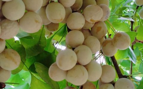 银杏果实类型与植物学特征详解（白果/公孙树）