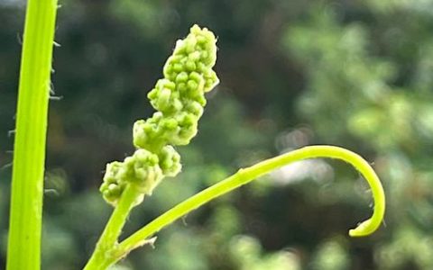 葡萄树几年开花结果？从定植到盛果期的全周期管理指南