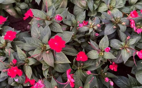 凤仙花品种大比拼：从指甲花到羽衣凤仙花，哪种最适合你家阳台？