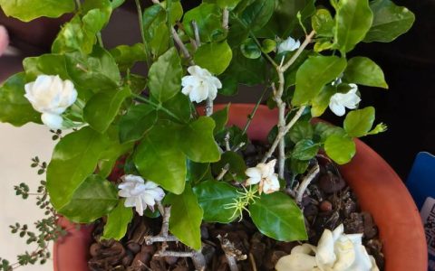 茉莉花和栀子花哪个好养？新手家庭养护对比指南