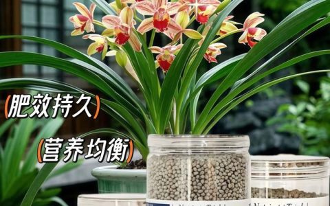 兰花施肥用什么肥料最好？家庭兰花科学养护全攻略