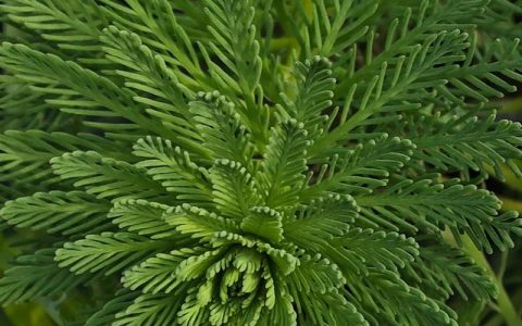 狐尾藻是沉水植物还是浮水植物？水景池塘种植指南