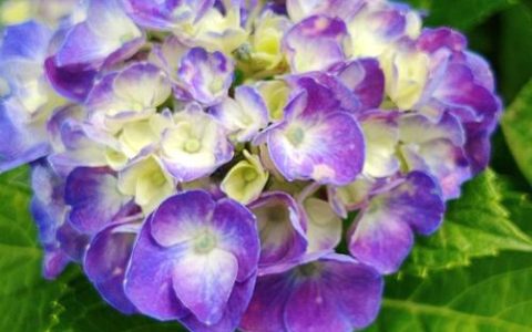 紫色绣球花怎么养才能开爆盆？无尽夏与花手鞠养护全指南