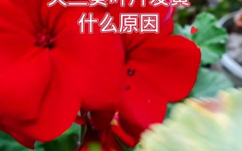 天竺葵黄叶是什么原因及解决方法