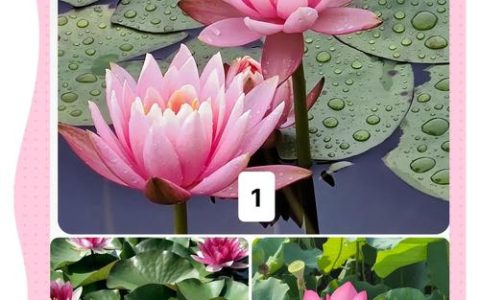 荷花与睡莲的区别：6大维度深度对比与庭院种植指南