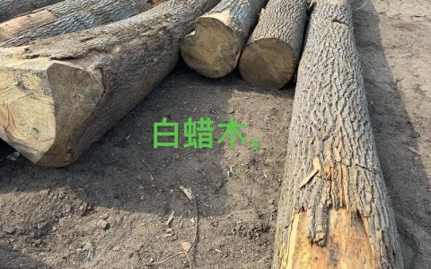 松木与白蜡木深度对比分析：材质特性、用途及选购指南