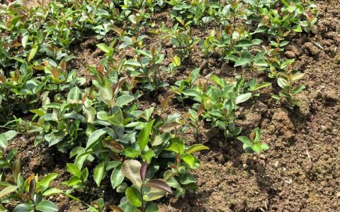 油茶树养护全指南：什么时候施肥最好？浇水光照修剪全攻略