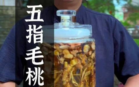 五指毛桃酒的功效与作用：岭南养生佳酿的科普解读