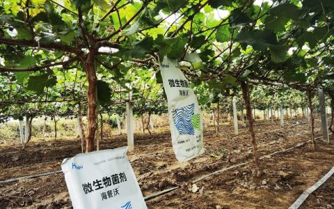 阳光玫瑰葡萄全年施肥管理全攻略：从萌芽到采后的精准营养方案
