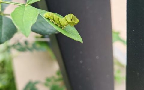 花椒树：形态特征、生长习性及常见虫害识别