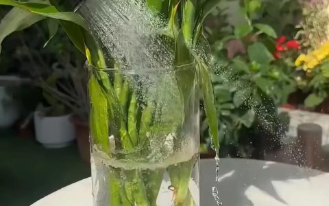水培富贵竹怎么施肥？家庭养护全指南