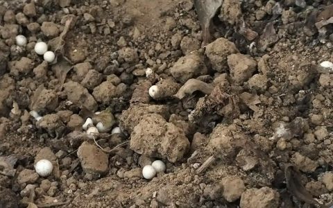 花种子直接撒在土上可以吗？播种技巧与催芽方法全解析