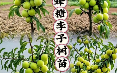庭院种李子树风水好吗？科学养护与种植指南