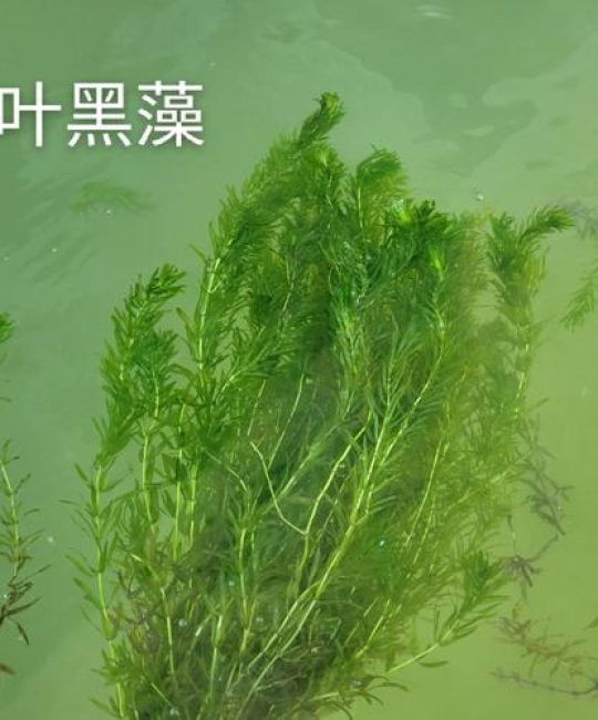 黑藻是高等植物吗？揭秘水族箱中的被子植物真相