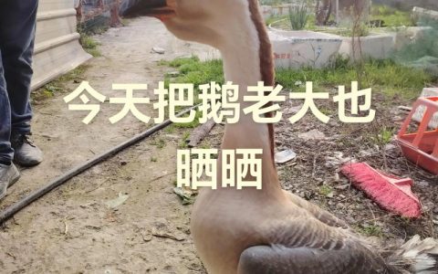 狮头鹅苗多少钱一只？规格、产地、季节影响报价