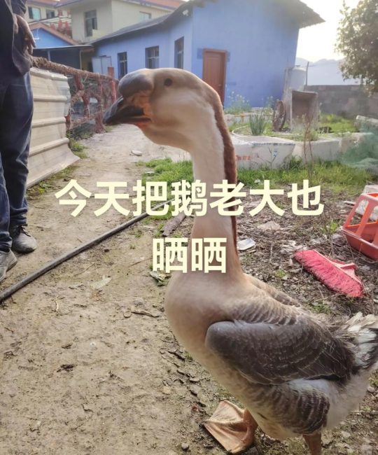 狮头鹅苗多少钱一只？规格、产地、季节影响报价