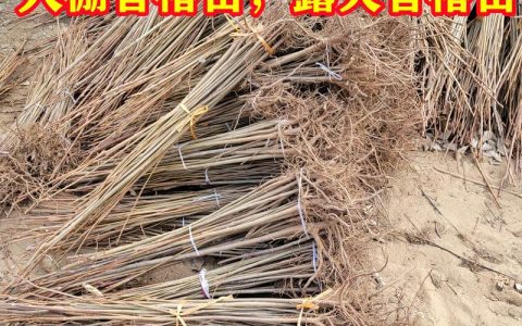 大棚香椿栽培技术全指南：从选苗到采收的高效种植方案