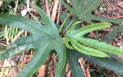 五指毛桃是什么植物