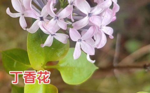 丁香花的象征意义与庭院种植全攻略