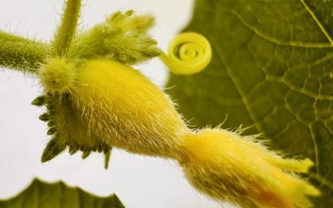 哈密瓜种植全指南：从选种到丰收的实操技术