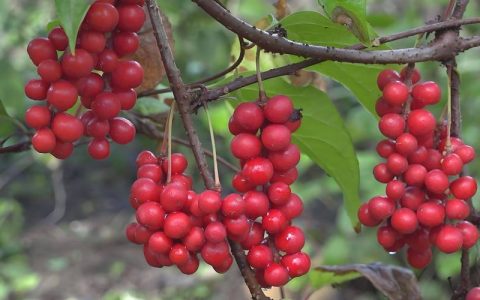 五味子：木兰科藤本植物，集药用与观赏于一体的山野珍品