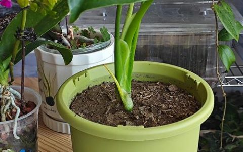 大花盆栽什么植物合适？5款耐阴耐造的庭院客厅首选